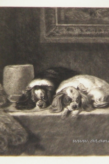 Dos perros raza Cavalier King Charles Spaniel / Spaniels of King Charles Breed