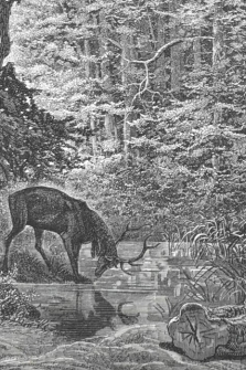 El ciervo se ve reflejado en el arroyo. Grabado original Doré, Casell compagny, 1870, 1ª ed.(para suscriptores), Fontaine, nº202, 27x36 cm