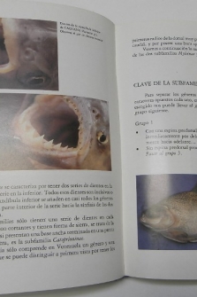Los peces de los llanos de Venezuela III. Las pirañas