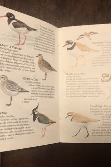 Guía de las aves comunes del Estrecho de Gibraltar